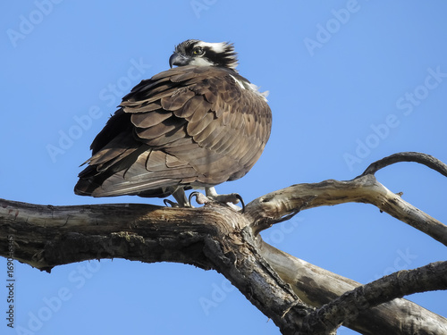 Lake Standing Bear Osprey 2