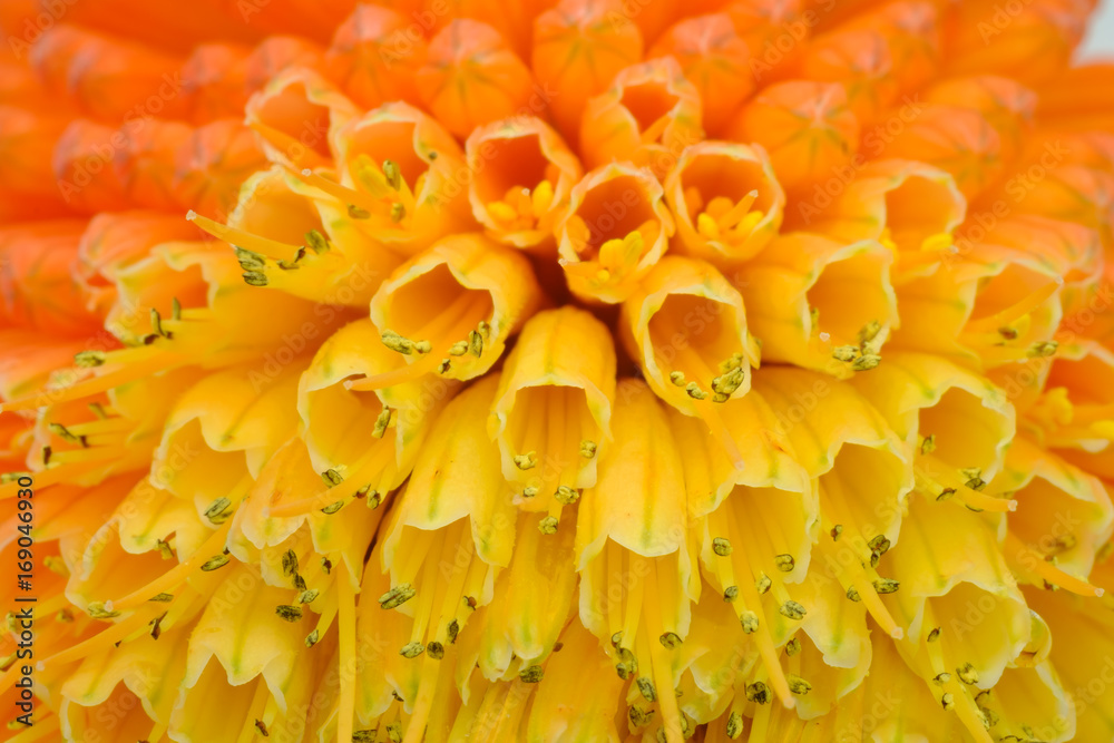 Macro View of Kniphofia Bengal Fire showing natural pattern with vibrant colors Macro View of Kniphofia Bengal Fire showing natural pattern with vibrant colors