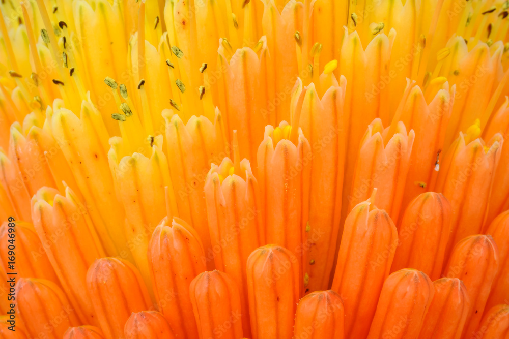 Macro View of Kniphofia Bengal Fire showing natural pattern with vibrant colors Macro View of Kniphofia Bengal Fire showing natural pattern with vibrant colors