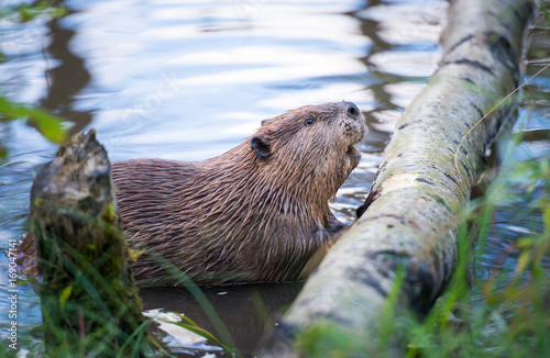 Obraz na płótnie Beaver w salonie