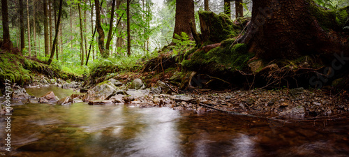 Fototapeta Naklejka Na Ścianę i Meble -  Bach, Wasserlauf im Erzgebirge Wald 1