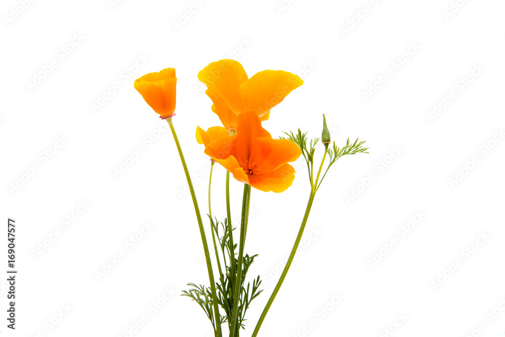 Obraz Beautiful California Poppys isolated
