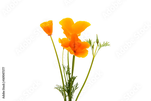 Obraz na płótnie Beautiful California Poppys isolated