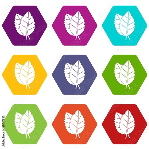Two basil leaves icon set color hexahedron