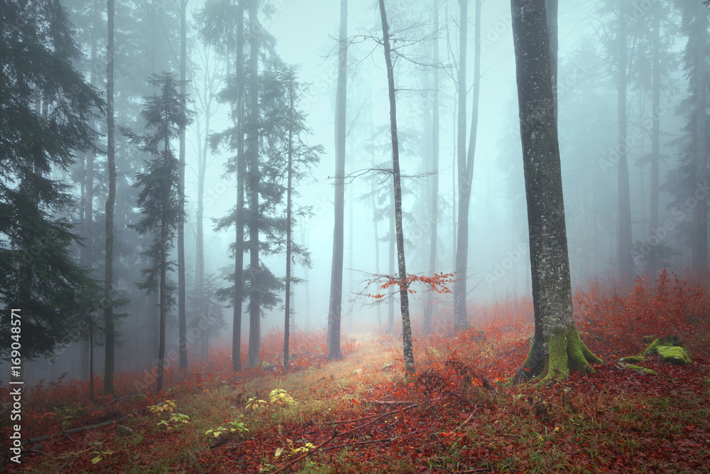 Fantasy foggy autumn season forest landscape with lovely grassy path.