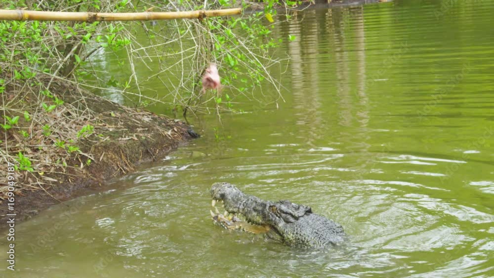 A close up shot of a crocodile diving out of green water to catch some bait on a stick A close up shot of a crocodile diving out of green water to catch some bait on a stick