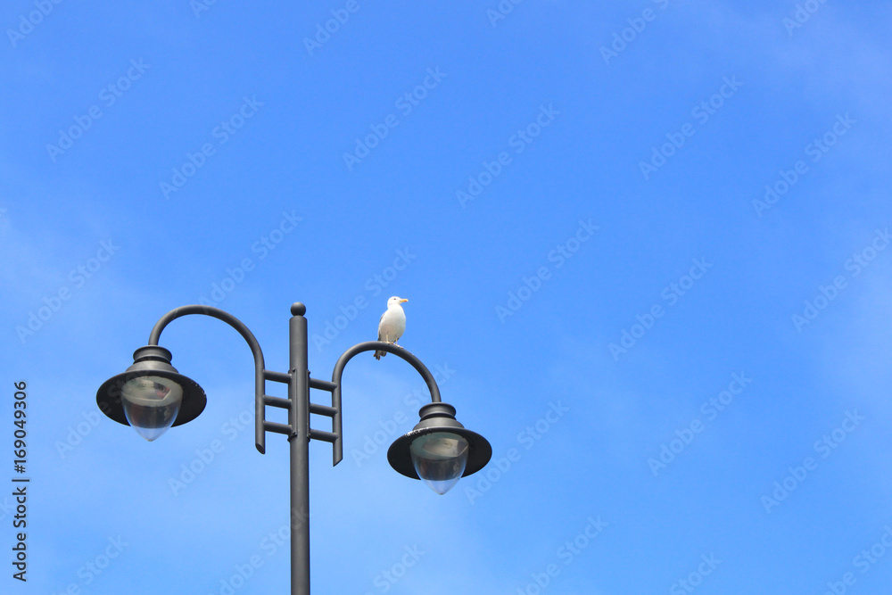 Seagull resting over a lamppost in summer