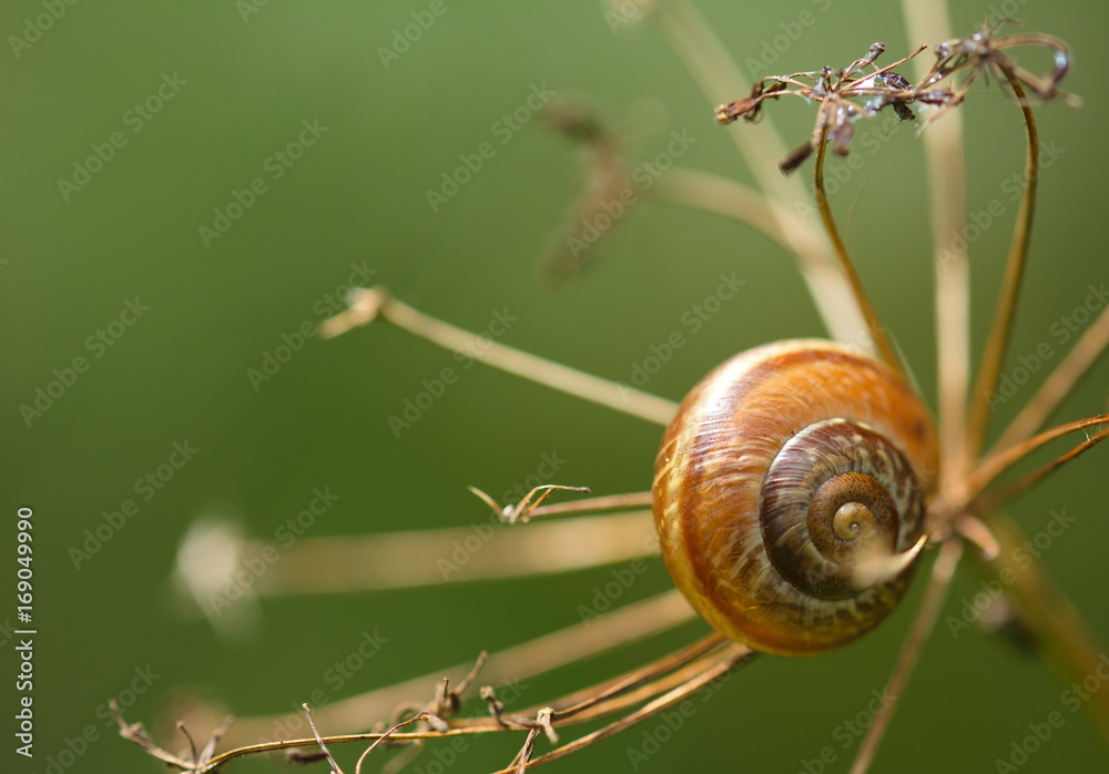 Hain Bänderschnecke Cepaea nemoralis