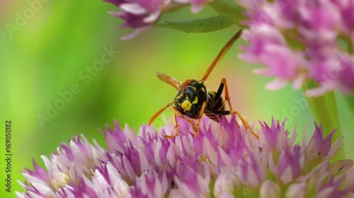 Wasp cleans its face with their paws. photo