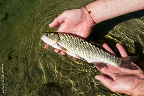 Fishing catch and release of a European Chub (Squalius cephalus) held in angler's hands before release