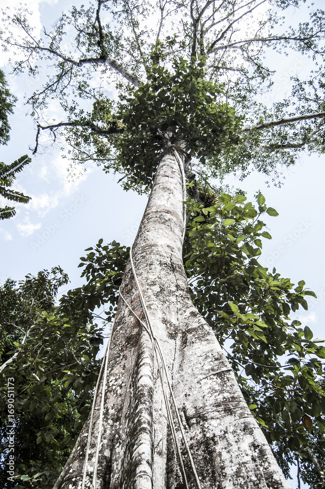 Fototapeta premium Wallpaper amazon tree until the blue sky