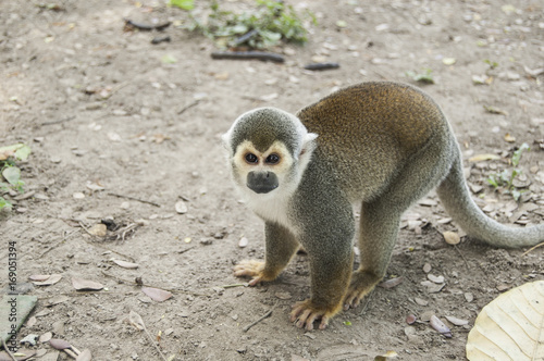 Portrait Squirrel Monkey (Saimiri sciureus), South American, Monkey Island, Amazon Colombian