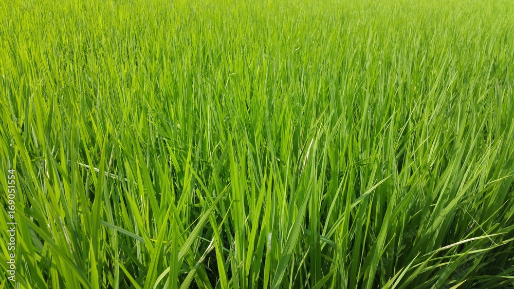 Gras