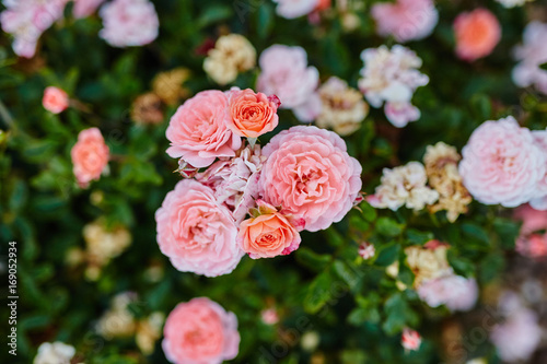 Fototapeta Naklejka Na Ścianę i Meble -  close up of pink roses