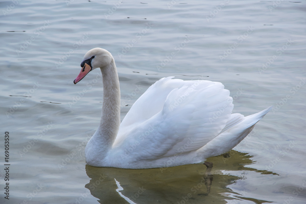 Schwan Schwan