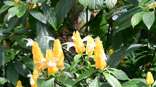 Shrimp plants Justicia brandegeeana . Golden Shrimp or lollipop plant Pachystachys lutea closeup. photo