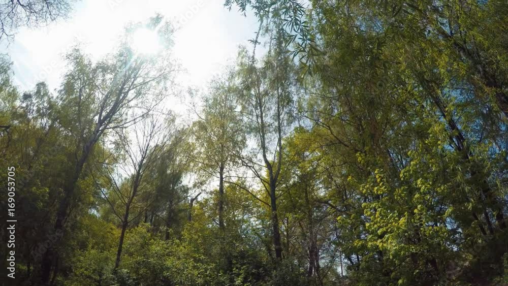 Panorama In The Wood On A Sunny Day Panorama In The Wood On A Sunny Day