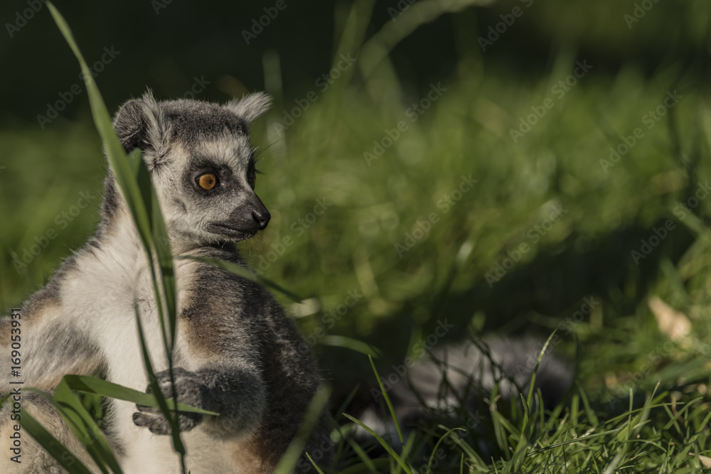 Fototapeta premium Lemur with striped tail in sunny evening