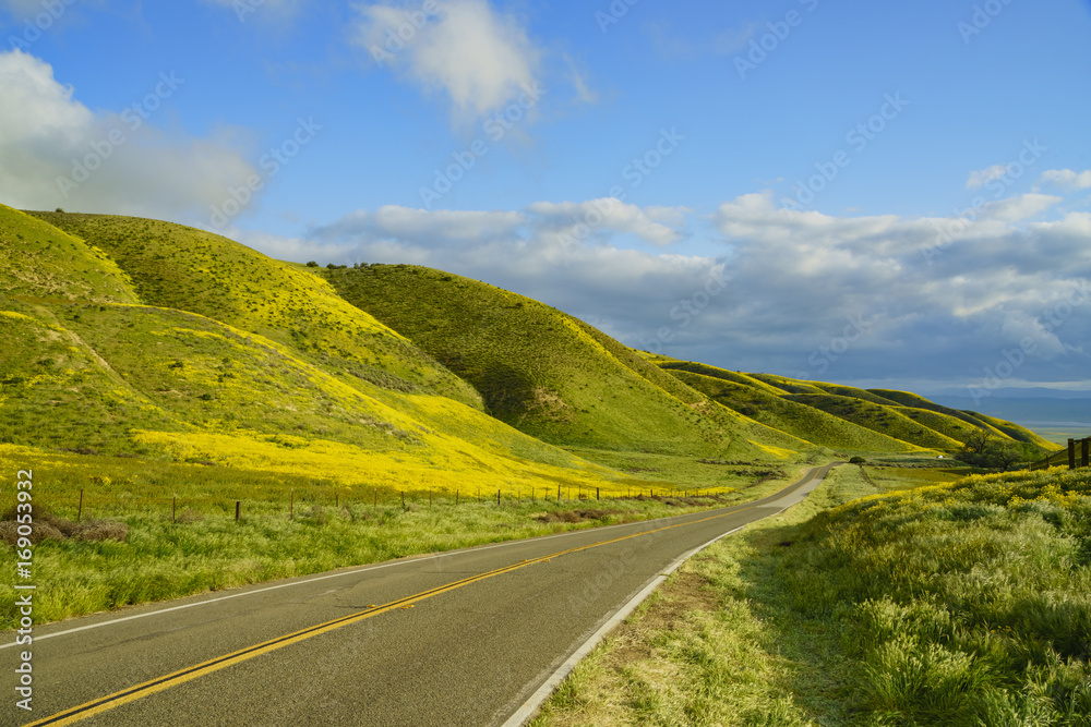 Beautiful yellow goldifelds blossom with a road