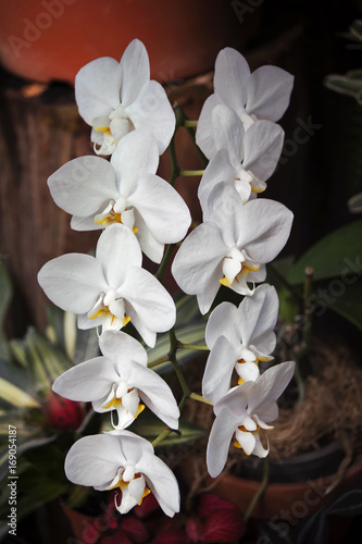 A branch of orchids with lots of white flowers with yellow tongues