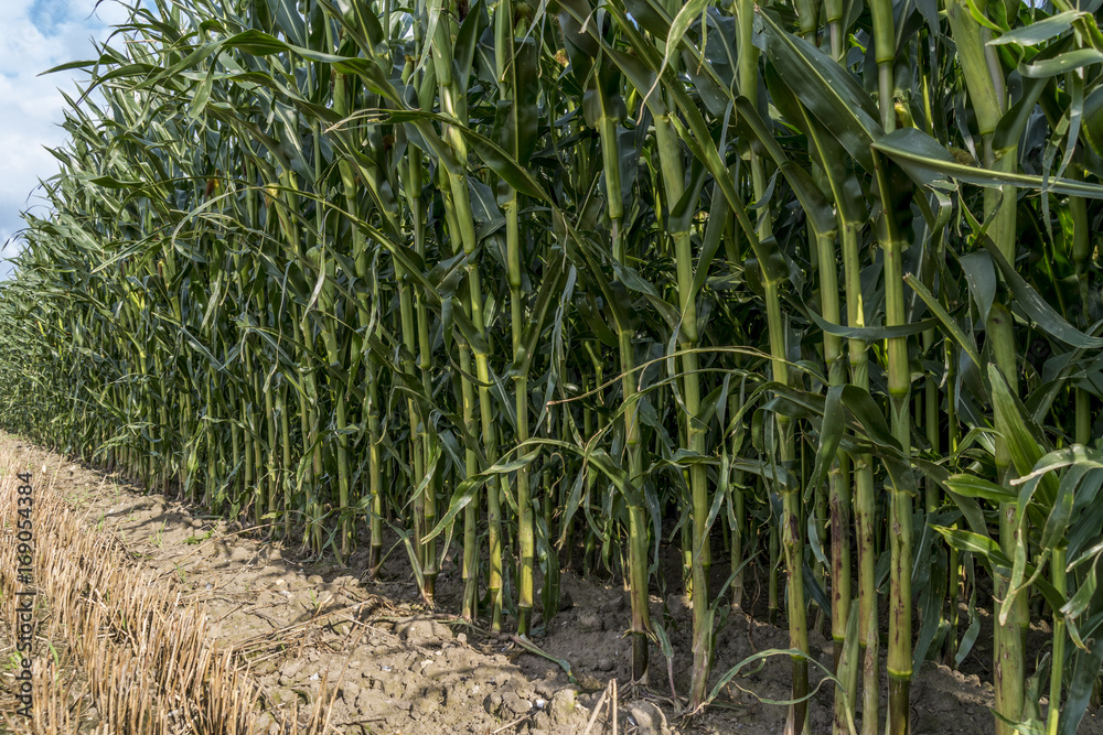 Fototapeta premium Corn field before harvest on farmland