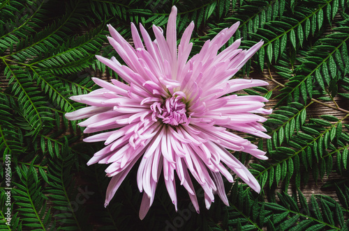 Fuji Spider Mum on Rustic Wooden Table