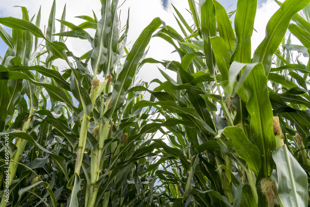 Corn plants on farmland - Close up view