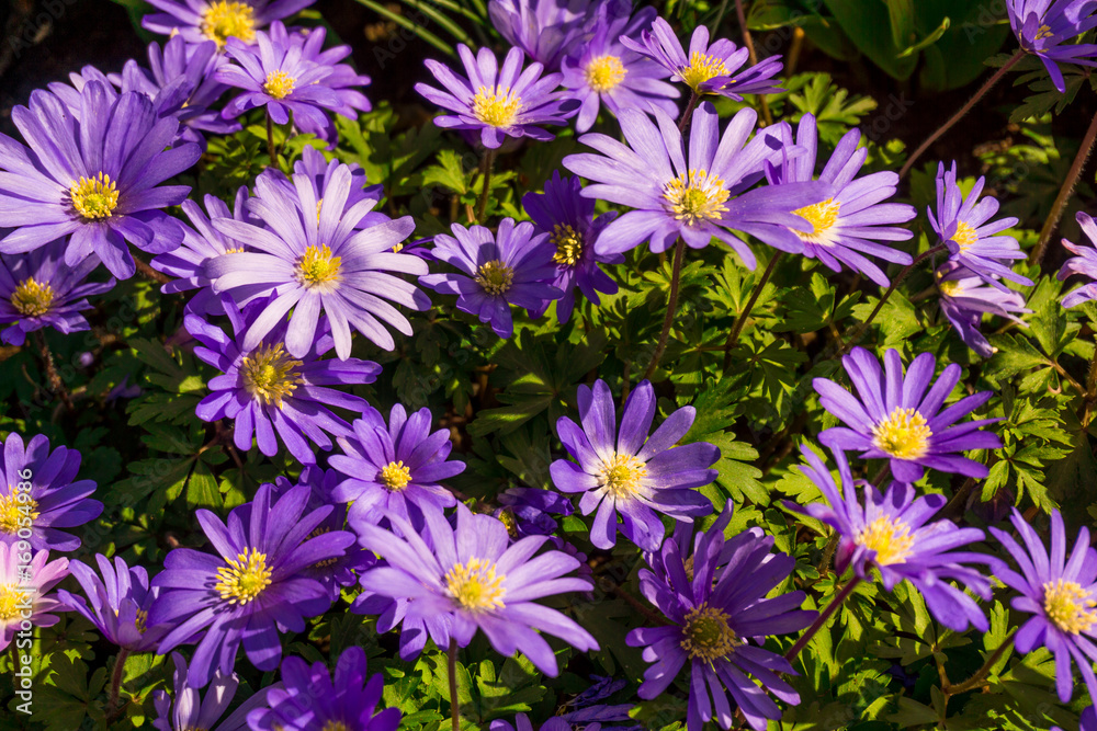 Beautiful flowers background Beautiful flowers background