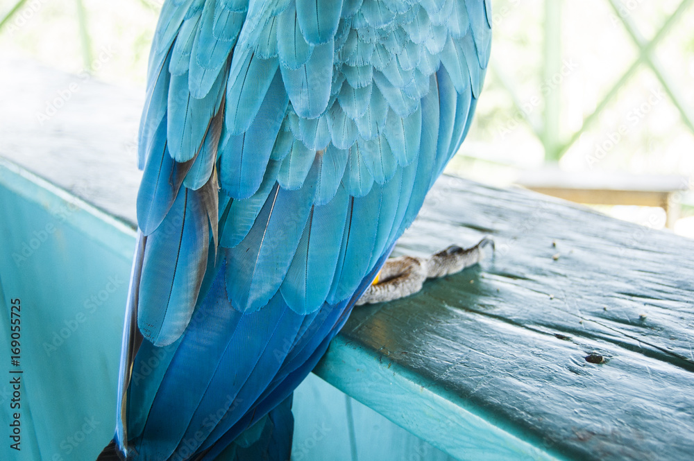 Obraz premium Gorgeous Scarlet macaws amazonian parrot intense red blue yellow orange and green color