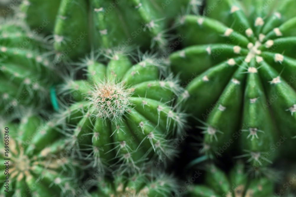cactus cactus