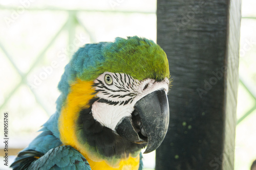 Gorgeous Scarlet macaws amazonian parrot intense red blue yellow orange and green color