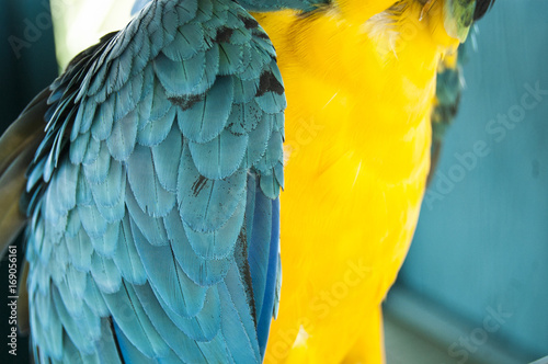 Gorgeous Scarlet macaws amazonian parrot intense red blue yellow orange and green color