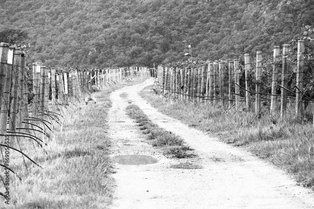 Road in the vineyard