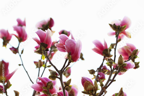 Magnolia flower