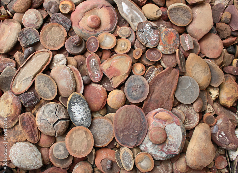 Layers of rocks containing fossils covering the ground. The concretions ...