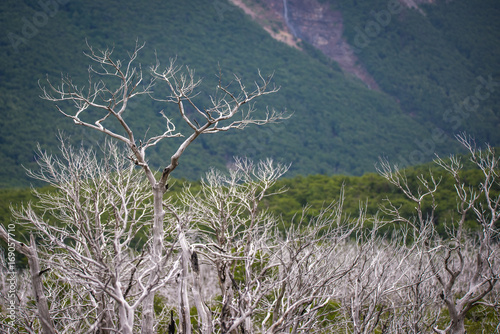 Trees with a white bark on the background of the forest. Shevelev.