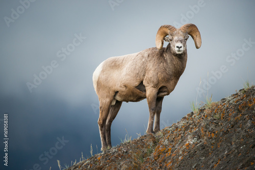 Bighorn