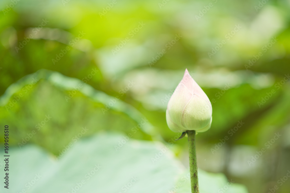 Close up lotus in the pond Close up lotus in the pond