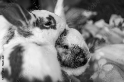 Cuddling Bunnies 