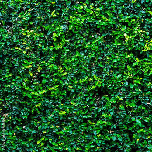 Wallpaper Mural background of nature leaves wall green plant size 1:1 Torontodigital.ca