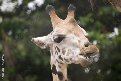 Giraffe face close up