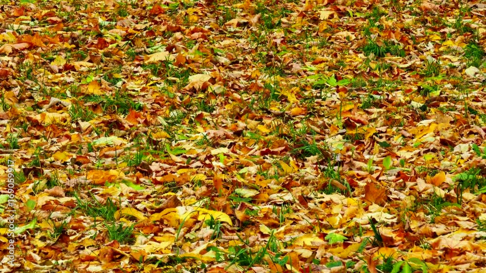 Orange, red and yellow leaves of maple and oak sway with the wind on green grass during the leaf fall. Orange, red and yellow leaves of maple and oak sway with the wind on green grass during the leaf fall.
