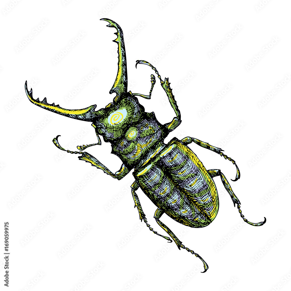 Fototapeta premium Hand drawn beetle. Color insect for design, icons, logo or print. Hand drawing illustration for Halloween. Vector.