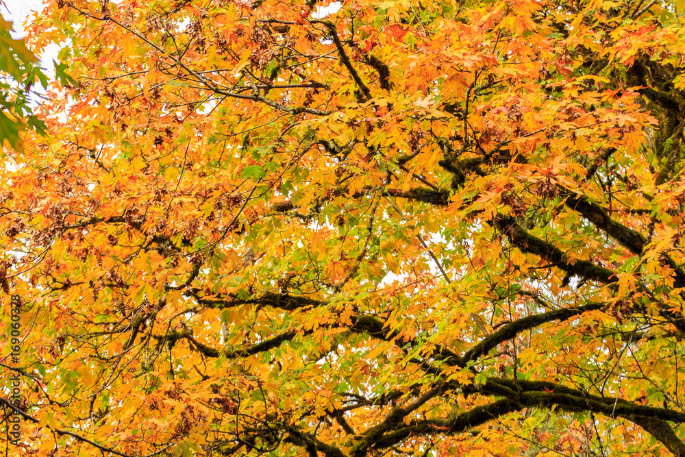 Fall Gold Fall Gold