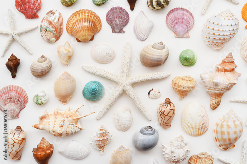 Shells and starfish isolated on white background