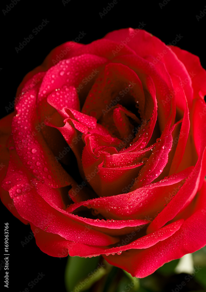 Rose close-up on black Rose close-up on black