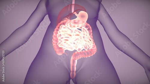 3d illustration of digestive system anatomy