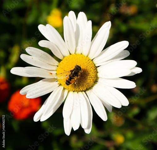 Chamomile flowers  landscape