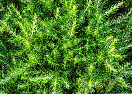 Rimini - Green hedge of evergreen bushes