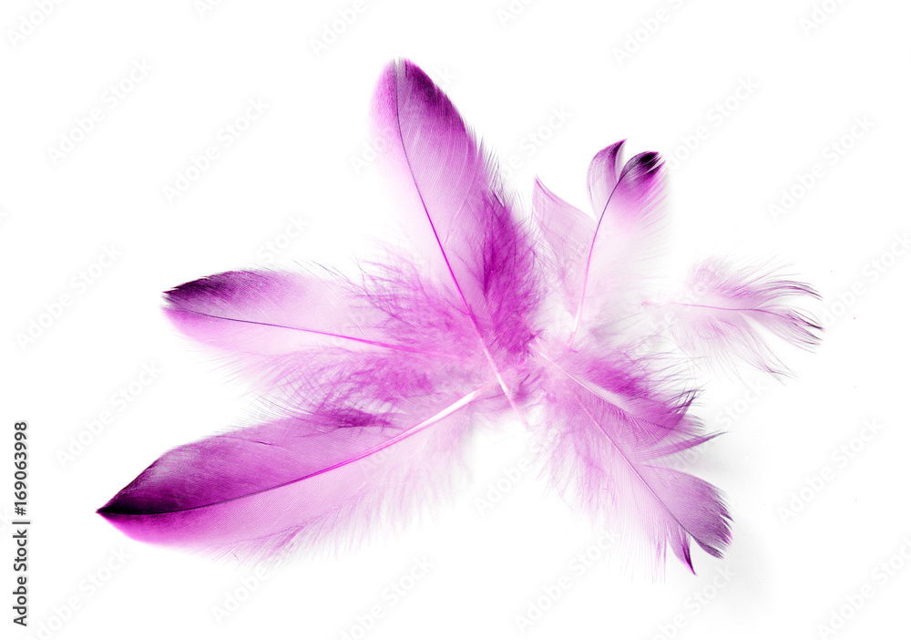 bird feather on white background bird feather on white background